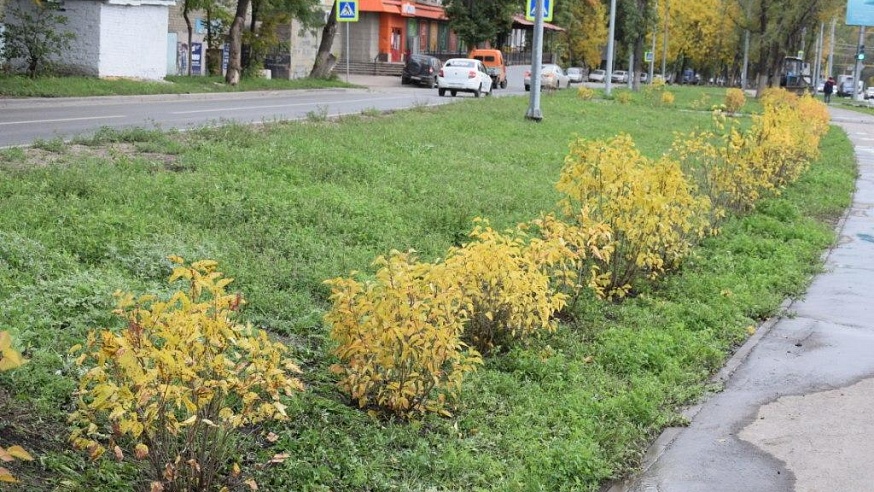 На улицах Саратова высадят две тысячи кустарников