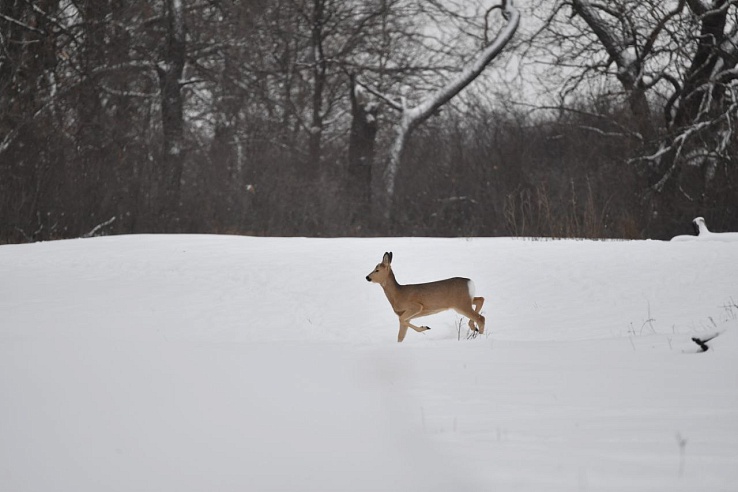 99 памятников природы создано в Саратовской области
