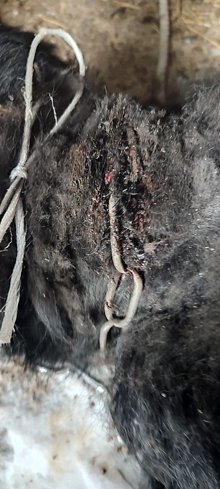 Саратовские ветеринары прооперировали собаку с вросшей в шею цепью