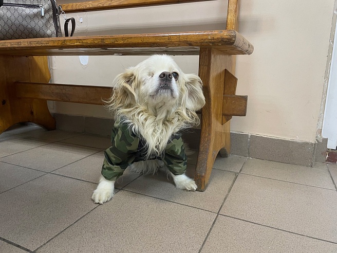 В Саратовской области ветеринары за зимние праздники оказали помощь более 620 пациентам