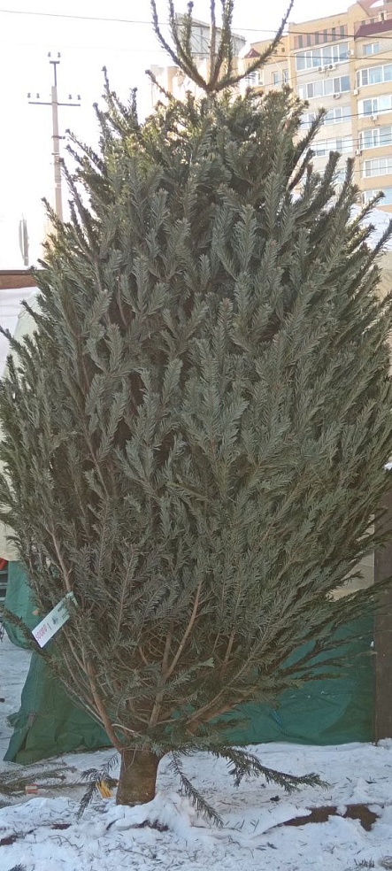 Саратовцам предлагают сосны и пихты от 600 до 50 000 рублей 