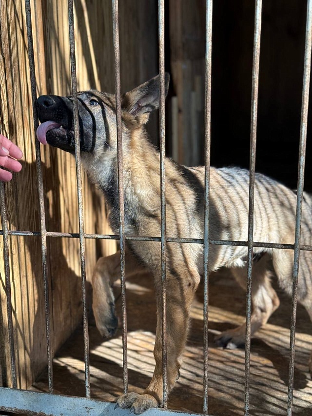 Девять щенков немецкой овчарки отправили из саратовского питомника в Дагестан