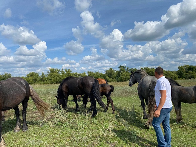 Самый умный конь в Саратовской области весит тонну