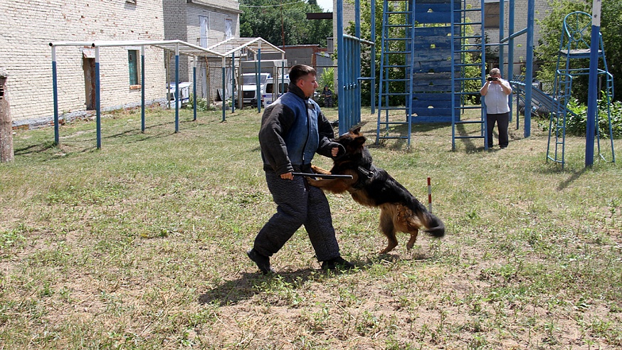 В Саратове прошли соревнования среди служебных собак
