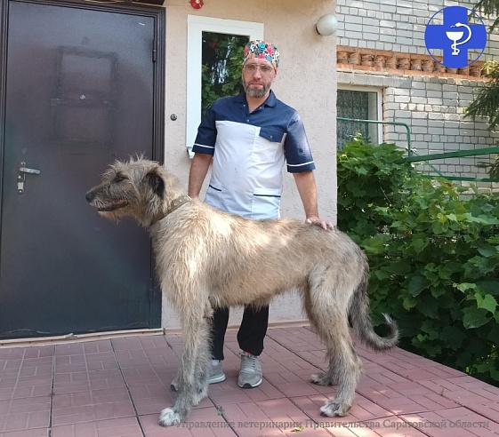 На прием к саратовским ветеринарам привели беременного волкодава