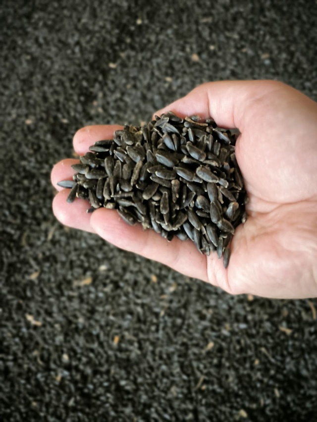 Петровский район поддержит фермера в строительстве домов для аграриев через госпрограмму