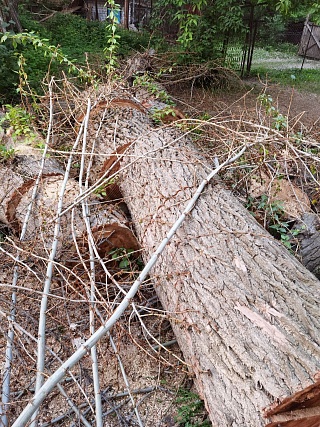 На Тулайкова спиленное дерево полностью заблокировало двор