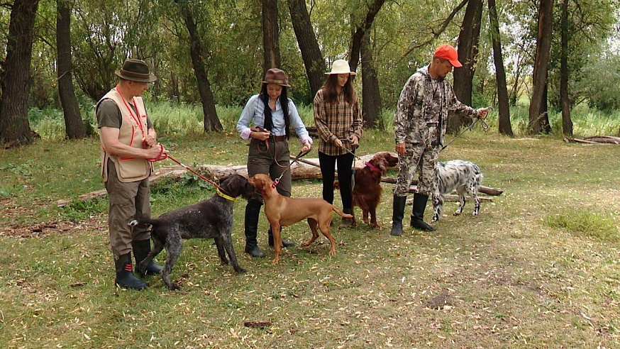 Саратовские охотники вышли в поля с легавыми