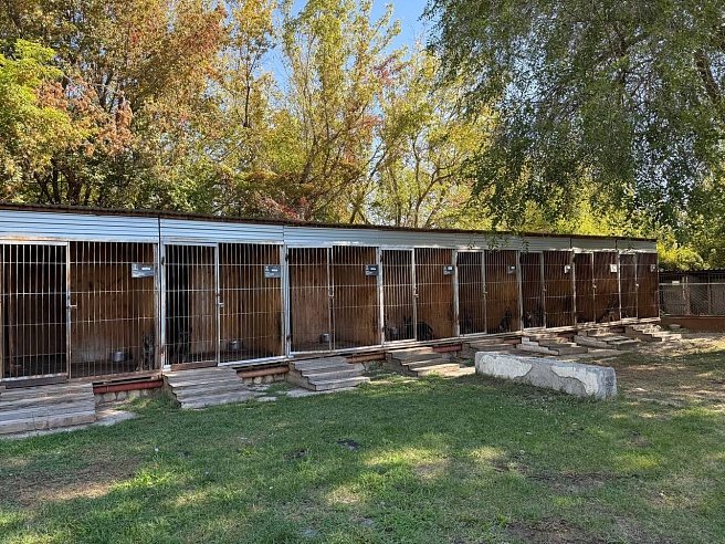 Девять щенков немецкой овчарки отправили из саратовского питомника в Дагестан