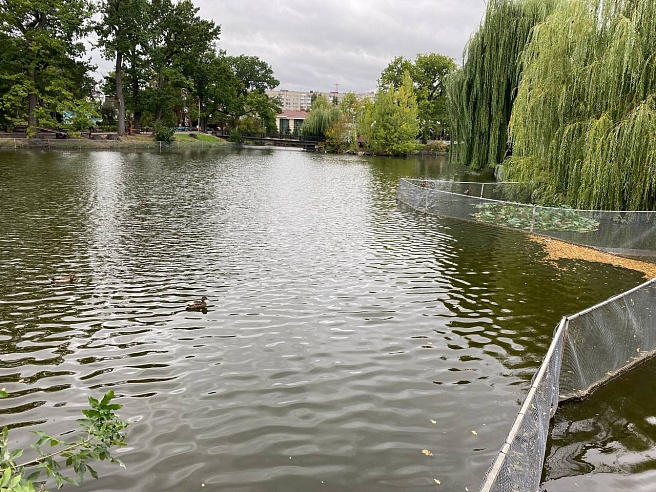 Саратовцы обеспокоены гибелью рыбы в прудах Горпарка