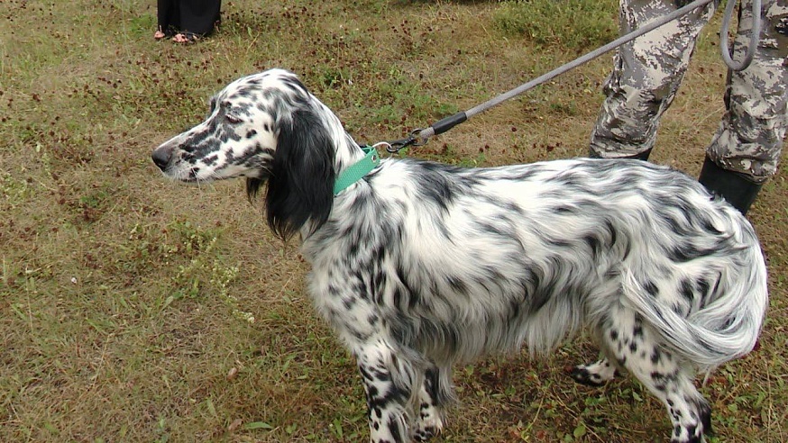 Саратовские охотники вышли в поля с легавыми