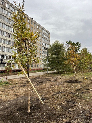 В Заводском районе Саратова высадили боярышник