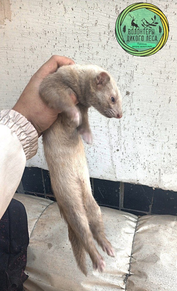 В Саратове волонтеры спасли выброшенного на улицу хорька 