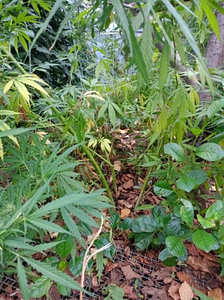 Саратовский садовод попался полицейским на выращивании марихуаны