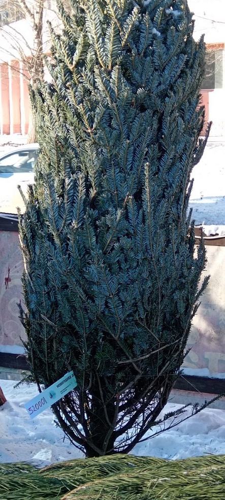 Саратовцам предлагают сосны и пихты от 600 до 50 000 рублей 