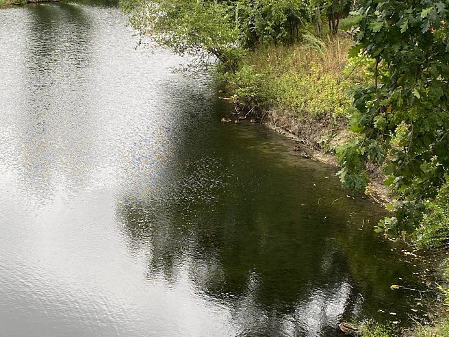 Саратовцы обеспокоены гибелью рыбы в прудах Горпарка