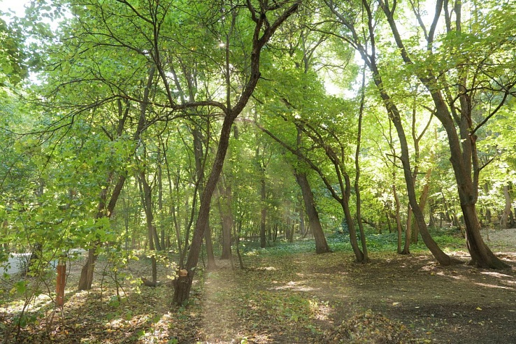 За 20 лет в Саратовской области площадь лесов увеличилась в 4 раза