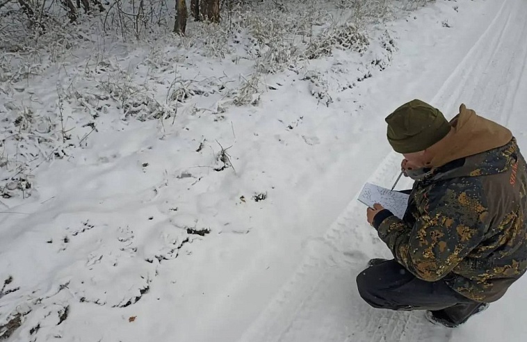 В Саратовской области начали считать диких животных