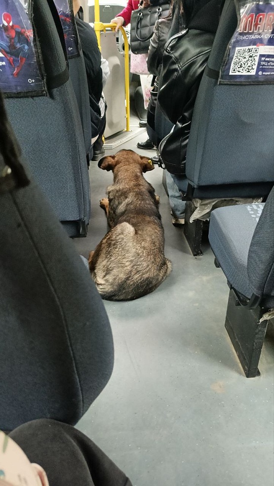 В Саратове пес путешествует по городу на автобусах