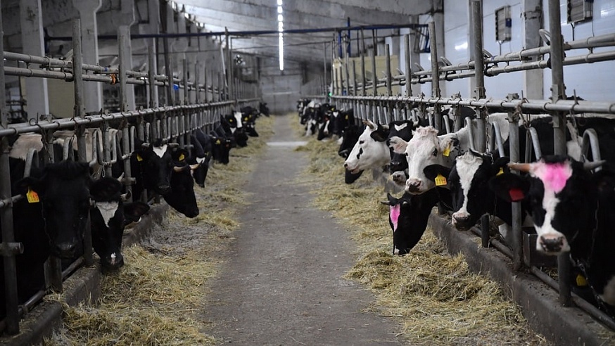 Саратовские коровы дают по 18 литров молока в сутки