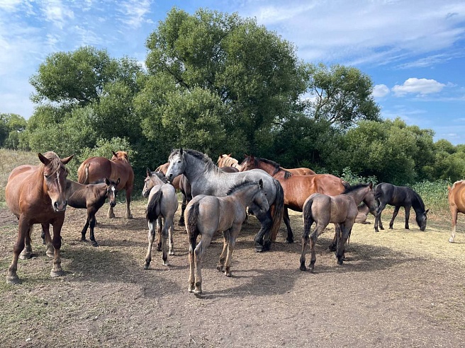 Самый умный конь-тяжеловоз Саратовской области живет под Петровском