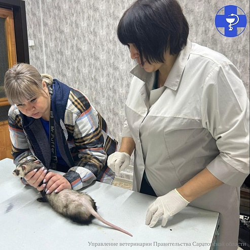 В Аркадаке ветеринары вылечили хорька от облысения