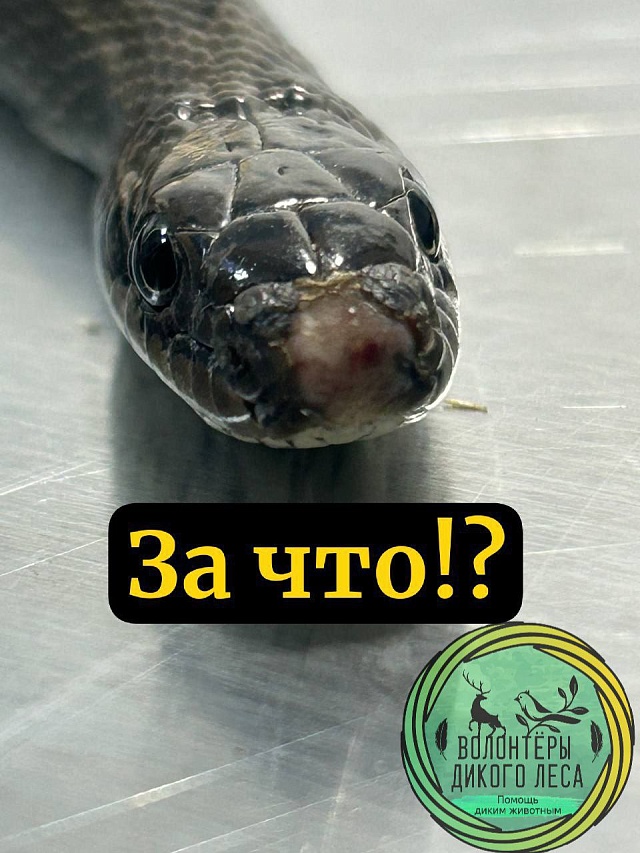 В Саратове истощенную змею в контейнере выбросили на улицу