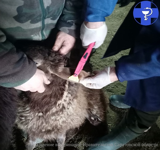 В Ершовском районе взяли кровь у 1000 голов мелкого рогатого скота