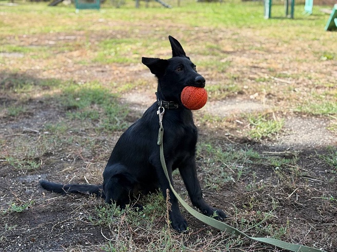 Девять щенков немецкой овчарки отправили из саратовского питомника в Дагестан