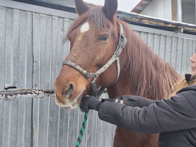 В Саратове нашли символ нового года — "огненную" лошадь