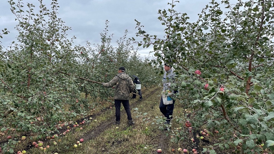 Саратовские осужденные работают в яблоневом саду