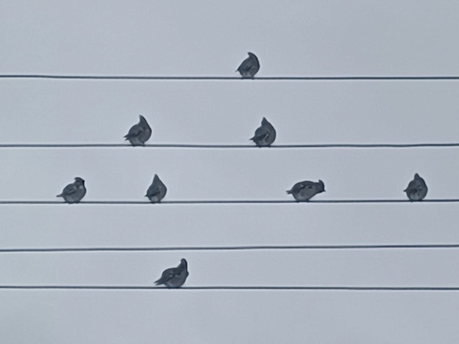 Аткарский район "атаковали" свиристели