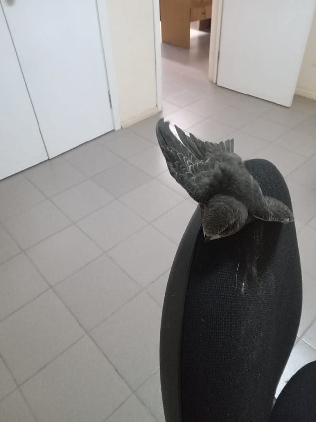 Балаковские врачи выходили истощенного птенца стрижа