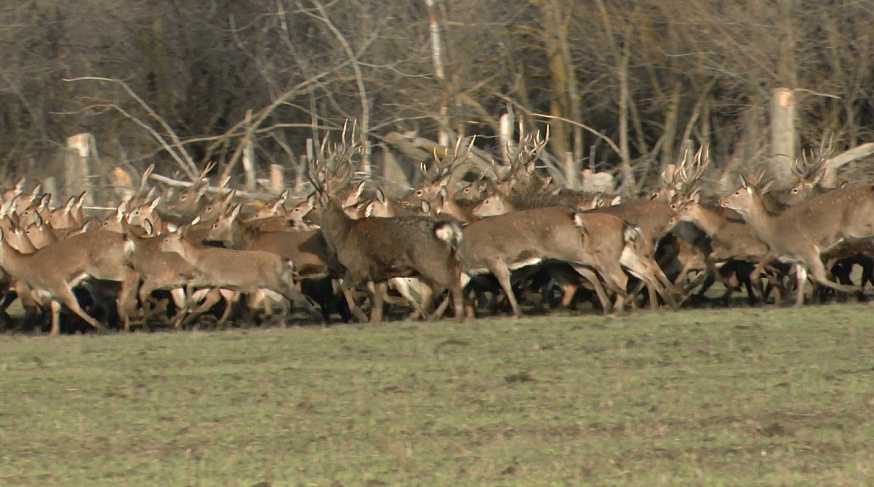 В Саратовской области растет численность оленей, косуль и ланей