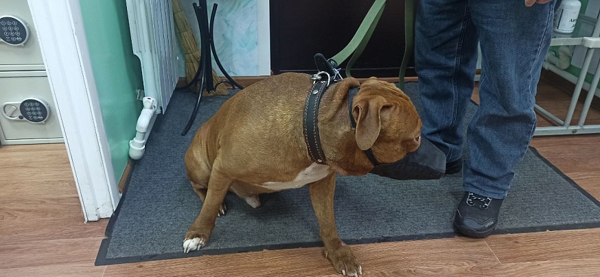 В Саратовской области ветеринары за зимние праздники оказали помощь более 620 пациентам