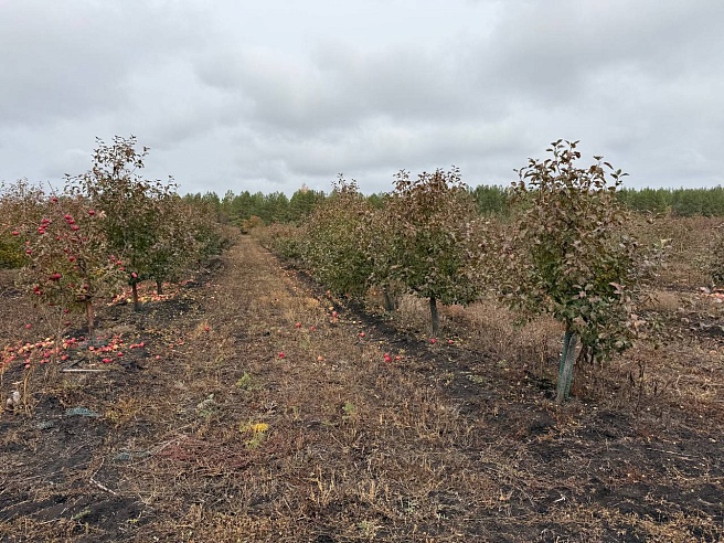 Бывший банкир из Саратова покоряет рынок сочными яблоками