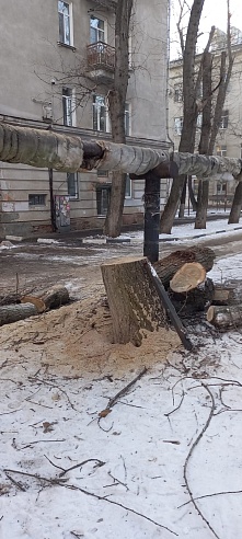 После публикации "Саратов 24" возле жилого дома спилили аварийное дерево
