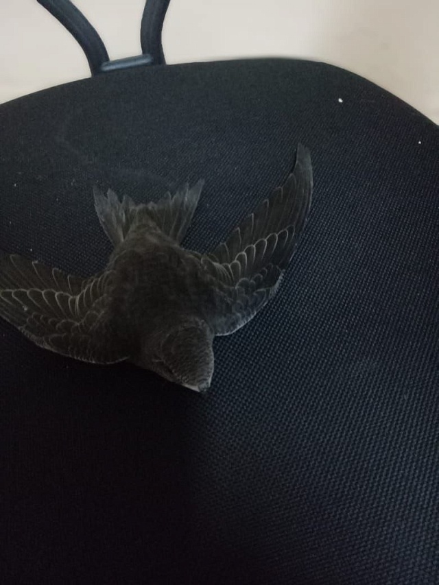 Балаковские врачи выходили истощенного птенца стрижа