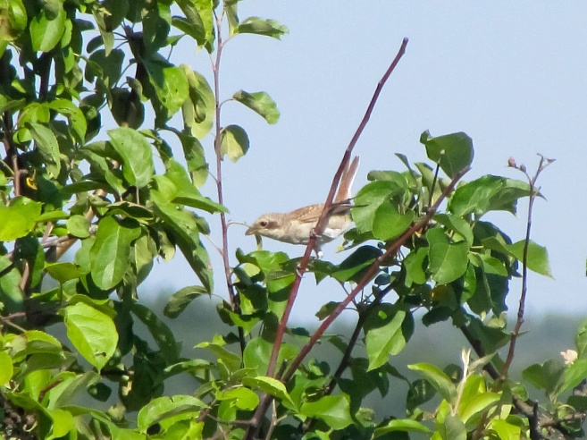 Экоактивисты посчитали птиц на урочище Лысая Гора