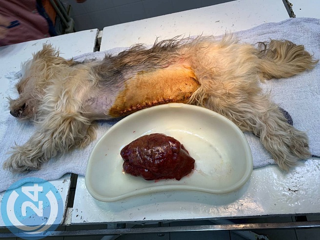 Саратовские ветеринары удалили огромную опухоль у йорк-терьера