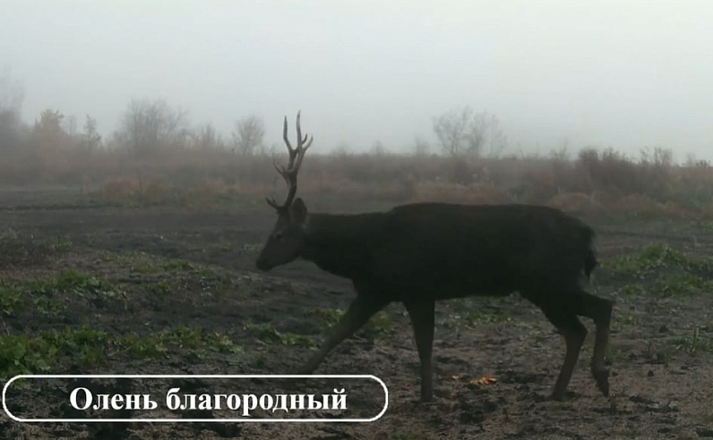 Любопытные лось и косуля изучали фотоловушку биологов на урочище под Саратовом