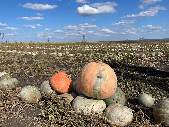 В Петровском районе начали уборку "грызовой" тыквы