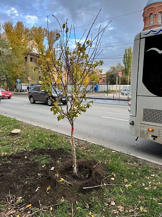 В Заводском районе Саратова высадили боярышник