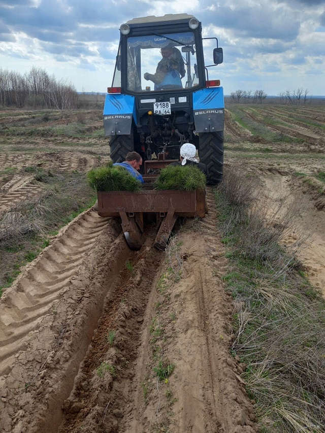 Белую акацию назвали перспективной породой для лесовосстановления в Саратовской области