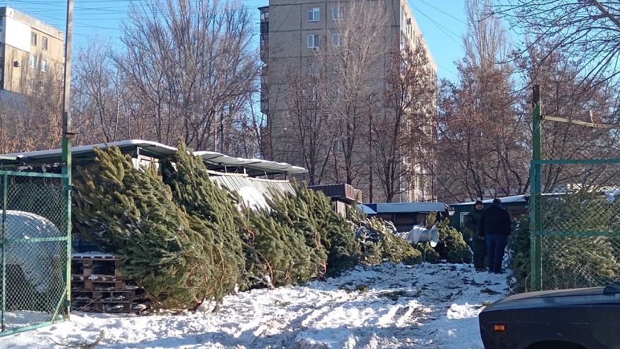 Журналисты "Саратов 24" выяснили, во сколько обойдется горожанам главный атрибут Нового года