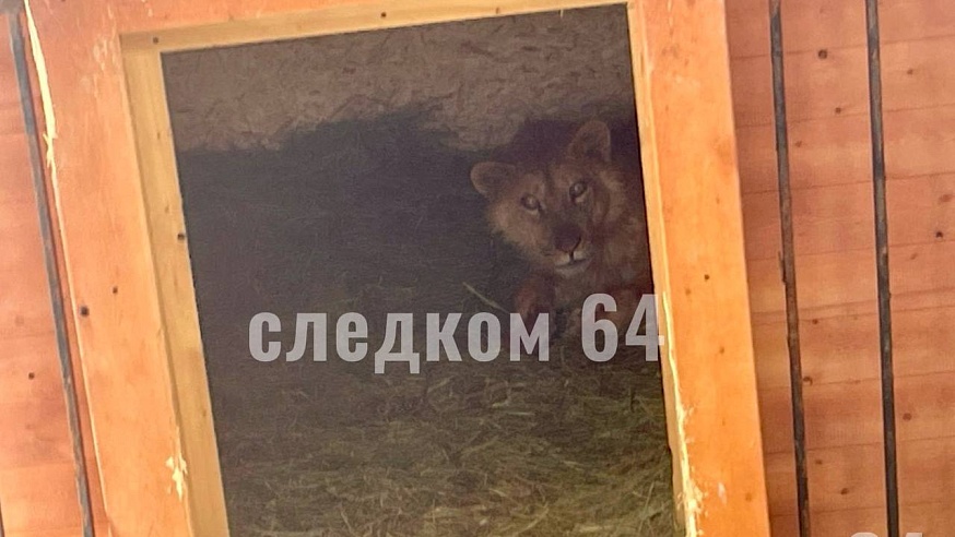 В Ленинском районе Саратова на девочку напал лев