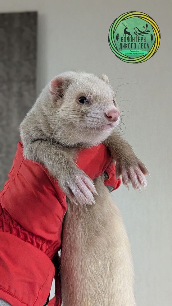 В Саратове волонтеры спасли выброшенного на улицу хорька 