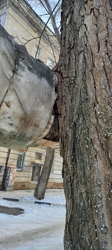 Во дворе дома в Ленинском районе дерево врастает в теплотрассу: улицу может залить кипятком