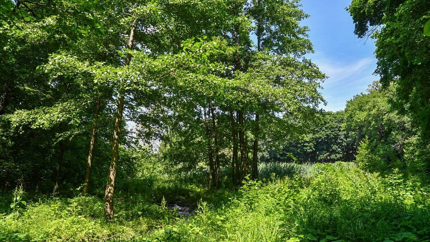 В Саратовской области высадят 5 тыс. га леса