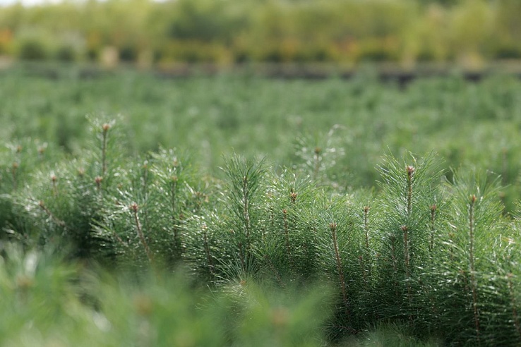 За 20 лет в Саратовской области площадь лесов увеличилась в 4 раза